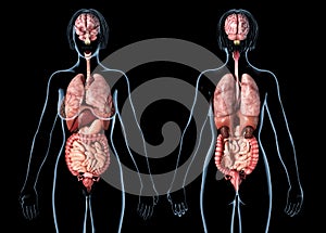 Woman anatomy internal organs, rear and front views