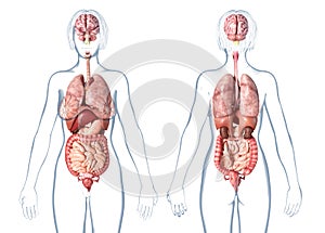 Woman anatomy internal organs, rear and front views