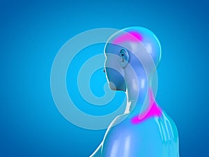 Woman anatomy neck pain