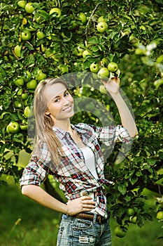 Woman in an apple tree garden during the harvest season. Young s