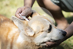 Woman applying tick and flea prevention treatment and medicine to her corgi dog or pet