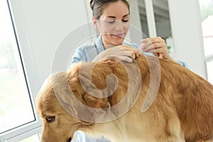 Woman applying tick prevention to her dog photo