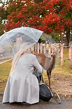 A woman approaches a wild animal, deer, at a park taking a photo and feeding in Kyoto nara Park Japan