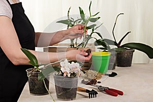 A woman in an apron near a table with garden supplies, replants orchids