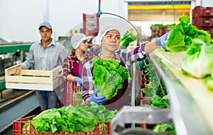 Woman in apron sorting fresh green lettuce in factory
