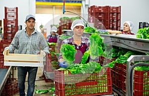 Woman in apron sorting fresh green lettuce in factory