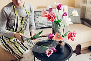 Woman arranges bouquet of tulips flowers at home. Florist cuts stem with scissors. Interior and decor