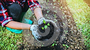 Woman asia plant agriculture vegetable. Women dig into soil the vegetable garden cultivation and separate the early growth. plant