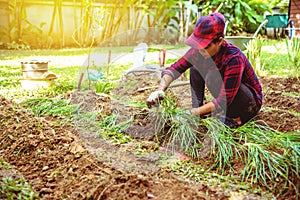 Woman asia plant vegetables gardening at The backyard. Women asia dig into soil the vegetable garden. Happy with the vegetable