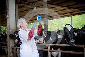 Woman Asian agronomist or animal doctor collecting milk sample at dairy farm