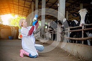 Woman Asian agronomist or animal doctor collecting milk samples at dairy farm