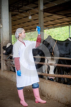 Woman Asian agronomist or animal doctor collecting milk samples at dairy farm