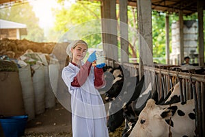 Woman Asian agronomist or animal doctor collecting milk samples at dairy farm