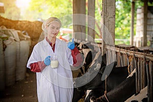 Woman Asian agronomist or animal doctor collecting milk samples at dairy farm