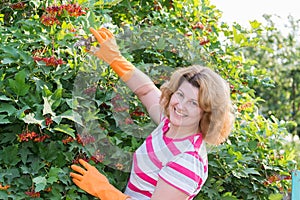 Woman in the autumn harvests viburnum