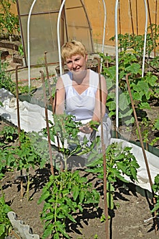 The woman of average years tears off stepsons of tomatoes in a kitchen garden