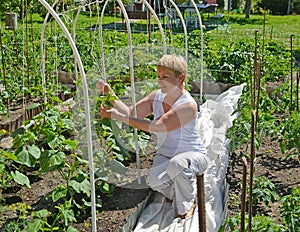 The woman of average years ties up cucumber plants in a kitchen garden