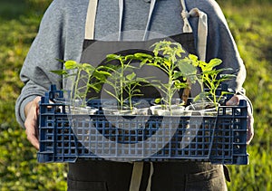 woman in backyard with seedling plant, gardening concept