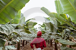 Woman on the banana plantation