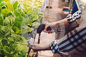 Woman bar code scanner checking stock hydroponics vegetables in market greenhouse