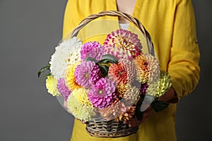 Woman with basket of beautiful dahlia flowers on grey background, closeup