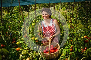 Woman with a basket full of freshly picked tomatoes from her own vegetable garden on a sunny summer day.