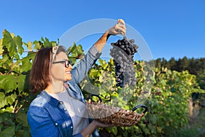 Woman with basket of grapes in sunset vineyard