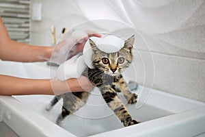 A woman bathes a cat in the sink