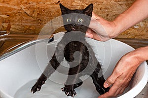 A woman bathes a small black frightened kitten in water cleans it from fleas and ticks with a special shampoo.