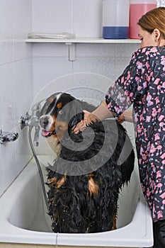Woman bathing bernese mountain dog.