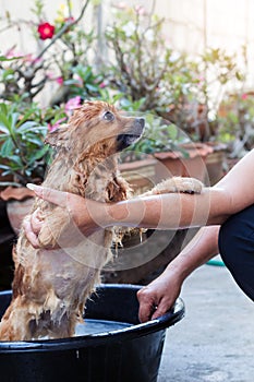 Woman are bathing dog for pomeranian dog,beautiful little dog