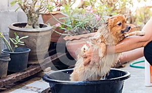 Woman are bathing dog for pomeranian dog,beautiful little dog