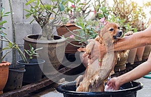 Woman are bathing dog for pomeranian dog,beautiful little dog