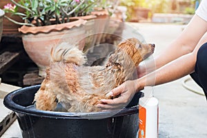 Woman are bathing dog for pomeranian dog,beautiful little dog