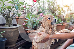 Woman are bathing dog for pomeranian dog,beautiful little dog