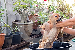 Woman are bathing dog for pomeranian dog,beautiful little dog