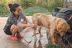 Woman bathing relax dog golden retriever outdoor