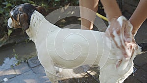 Woman bathing small dog