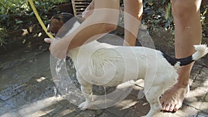 Woman bathing small dog