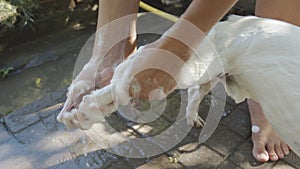 Woman bathing small dog