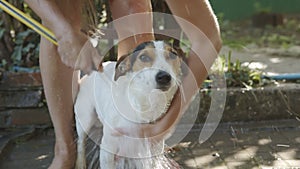 Woman bathing small dog