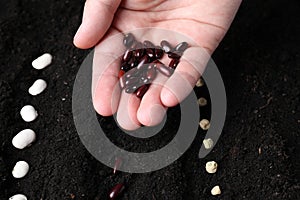 Woman with beans near fertile soil, closeup. Vegetable seeds