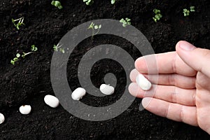 Woman with beans near fertile soil, top view. Vegetable seeds