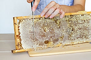 Woman beekeeper, female chef cuting for knife a honeycomb frame with natural flower honey