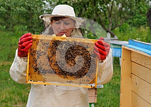 Woman Beekeeper holding frame of honeycomb with bees
