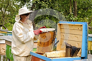 Woman beekeeper looks after bees