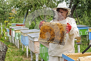 Woman beekeeper looks after bees