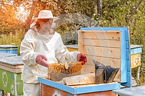 Woman beekeeper looks after bees