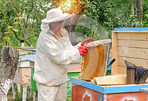 Woman beekeeper selects honey comb to drain