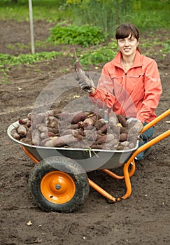 Woman with beetroot harvest